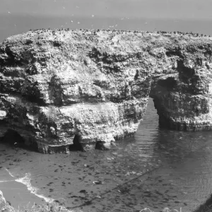 Marsden Rock Print, County Durham, England, circa BC Marsden Rock Print, County Durham, England, circa BC