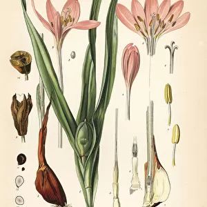 Meadow saffron or wild saffron, Colchicum autumnale