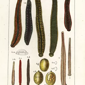 Medicinal leech species