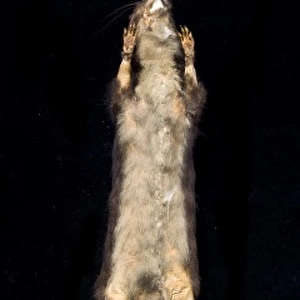 Megalomys desmarestii, antillean giant rice rat