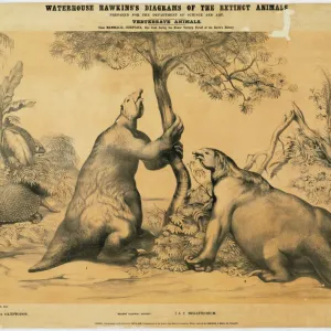 Megatherium and Glyptodon Print circa 1862 Megatherium and Glyptodon Print circa 1862