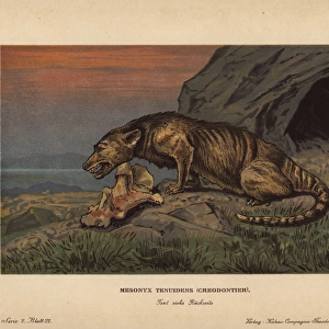 Mesonyx tenuidens, extinct wolf-like mammal from the Eocene