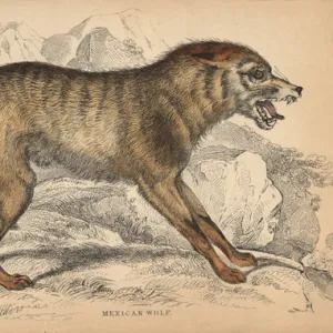 Bovidae Gallery: Baileyi