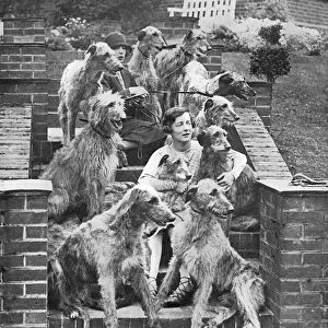 Hound Collection: Deerhound
