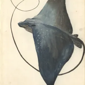 Mobula mobular Print, Watercolour on Paper Mobula mobular Print, Watercolour on Paper