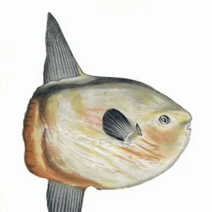 O Collection: Ocean Sunfish