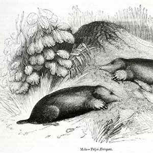 Two moles (Talpa Europaea)