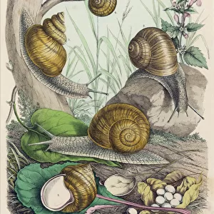 Insects Collection: Snails