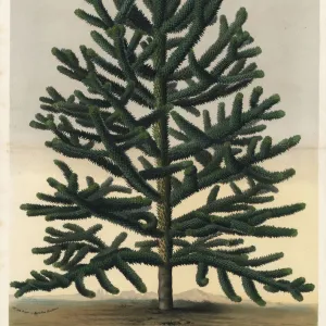 Monkey puzzle tree, Araucaria araucana. Endangered