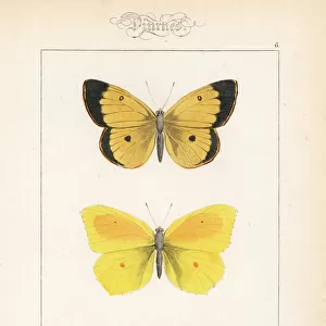 Moorland clouded yellow, cleopatra and pale clouded yellow
