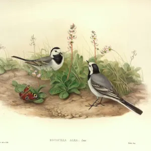 Motacilla alba, white wagtail