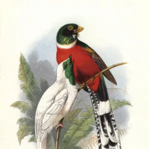 Mountain trogon, Trogon mexicanus, and bare-throated