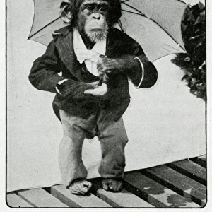 Mr Link, monkey appearing at the Hippodrome 1906