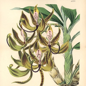 Mr Loddiges swan orchid, Cycnoches loddigesii