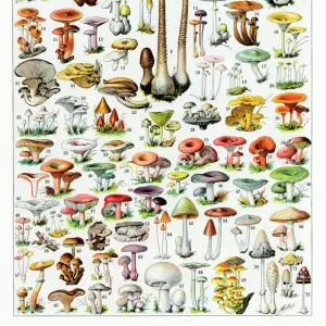 Mushrooms