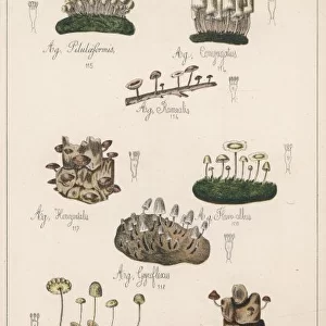 Mushrooms / Various