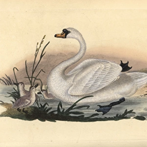 Mute swan, Cygnus olor, with chicks