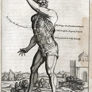 Naked man on plinth with cross section of muscles