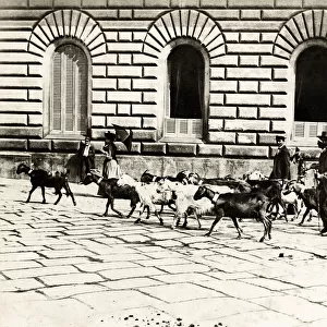 Napoli, Naples, Italy, goats being driven along a street