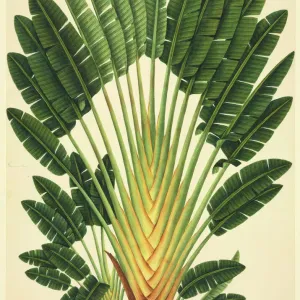 Strelitzea sp. Bird of Paradise Flower Print, Plate 911 Strelitzea sp. Bird of Paradise Flower Print, Plate 911