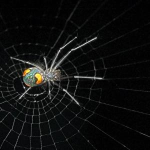 Nephilengys malabarensis, orb-web spider