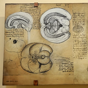 Nervous system Leonardo da Vincis drawing. 15 th century