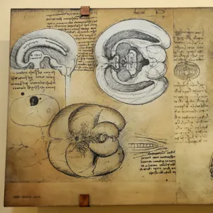 Nervous system Leonardo da Vincis drawing. 15 th century