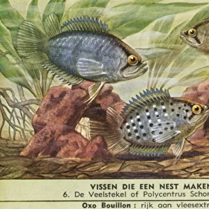 Nest-Making Fish - 6