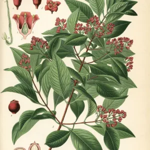 Indian Sandalwood Print, Santalum album (Vulnerable) Indian Sandalwood Print, Santalum album (Vulnerable)