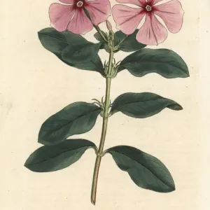 Madagascar Periwinkle Print, 1793 Madagascar Periwinkle Print, 1793