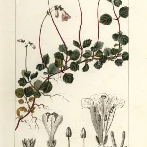 Linnaea borealis Print, 1837 Linnaea borealis Print, 1837