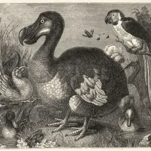 Wood Engraving Print of Roelandt Savery's Dodo Painting