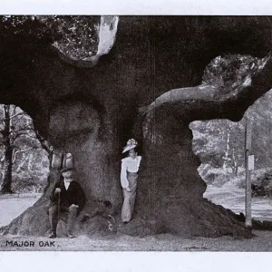 A Woman Standing in the Trunk of the Major Oak Print, circa 1903 A Woman Standing in the Trunk of the Major Oak Print, circa 1903