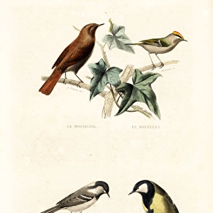 Nightingale, goldcrest, cinereous tit and great tit