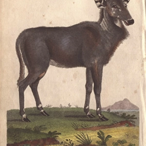 Nilgai, nylghan, or white footed antelope