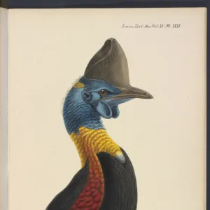 Northern cassowary by JG Keulemans