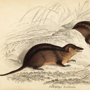 Didelphidae Collection: Northern Three-striped Opossum
