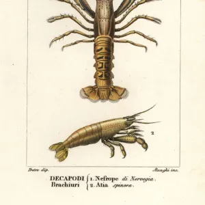 Crustaceans Photographic Print Collection: Norway Lobster