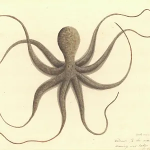 Octopus