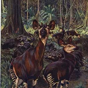 Okapi in the Congo Forest, by Sir H H Johnston
