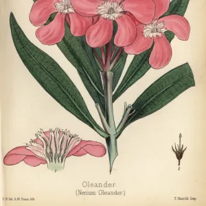 Oleander, Nerium oleander