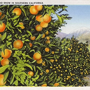Oranges growing, Southern California, USA