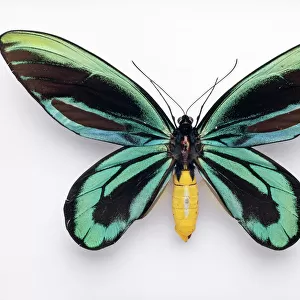 Insects Collection: Butterflies