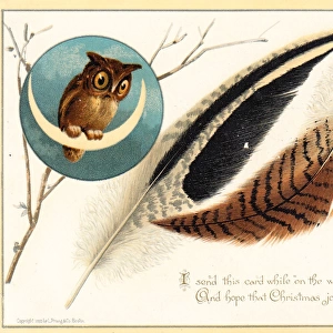 Owl on crescent moon on a Christmas card