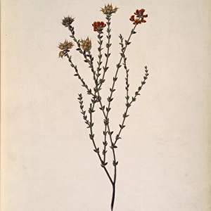 Oxylobium cordifolium