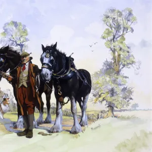 A pair of working Shire Horses & Farmer