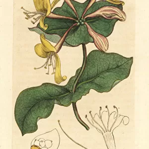 Pale perfoliate honeysuckle, Lonicera caprifolium