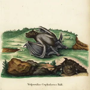 Pteropodidae Framed Art Print Collection: Pallass Tube-nosed Bat