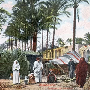 Palm Trees at the Gabbari Necropolis, Alexandria, Egypt