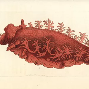 Palmiferous doris sea slug, Doris palmifera